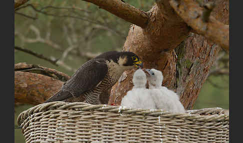 Wanderfalke (Falco peregrinus)