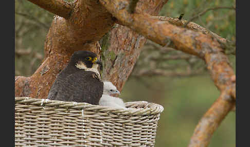 Wanderfalke (Falco peregrinus)