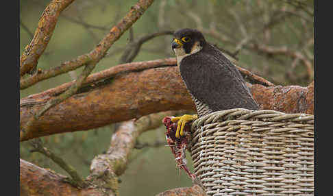 Wanderfalke (Falco peregrinus)