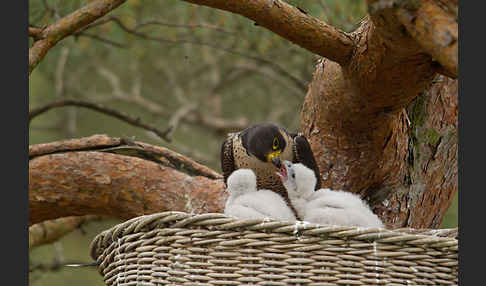 Wanderfalke (Falco peregrinus)