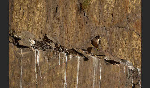 Wanderfalke (Falco peregrinus)