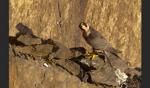 Wanderfalke (Falco peregrinus)