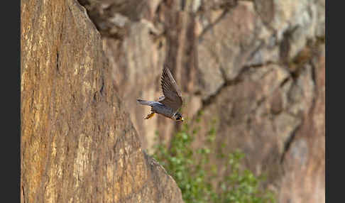 Wanderfalke (Falco peregrinus)