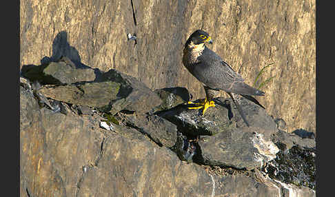 Wanderfalke (Falco peregrinus)