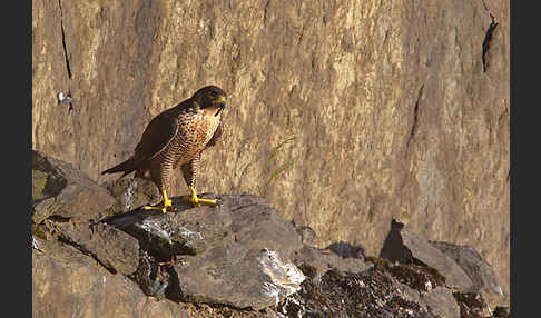 Wanderfalke (Falco peregrinus)