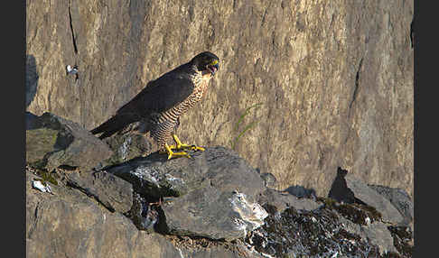 Wanderfalke (Falco peregrinus)