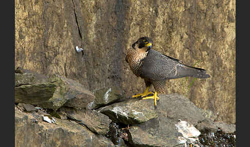 Wanderfalke (Falco peregrinus)