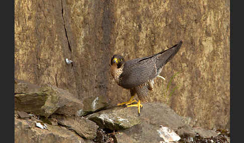 Wanderfalke (Falco peregrinus)