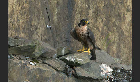 Wanderfalke (Falco peregrinus)