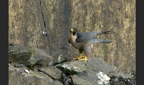 Wanderfalke (Falco peregrinus)