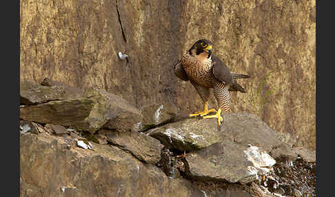 Wanderfalke (Falco peregrinus)