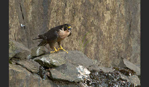 Wanderfalke (Falco peregrinus)