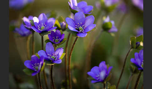 Transsylvanisches Leberblümchen (Hepatica transsylvanica)