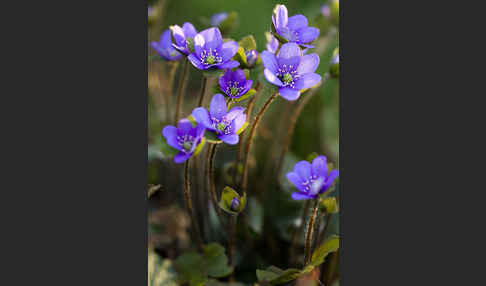 Transsylvanisches Leberblümchen (Hepatica transsylvanica)