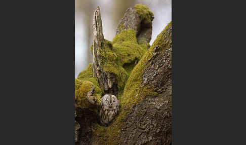 Waldkauz (Strix aluco)