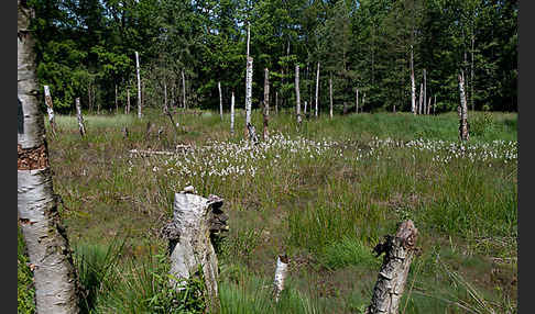 Thüringen (Thuringia)