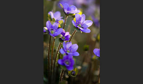 Transsylvanisches Leberblümchen (Hepatica transsylvanica)