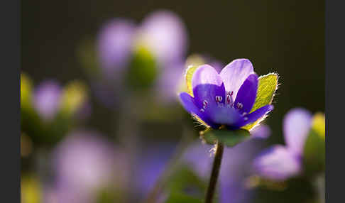 Transsylvanisches Leberblümchen (Hepatica transsylvanica)