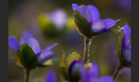 Transsylvanisches Leberblümchen (Hepatica transsylvanica)