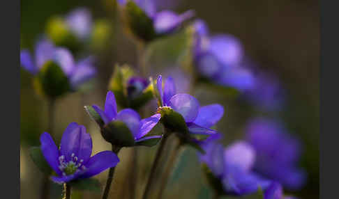 Transsylvanisches Leberblümchen (Hepatica transsylvanica)