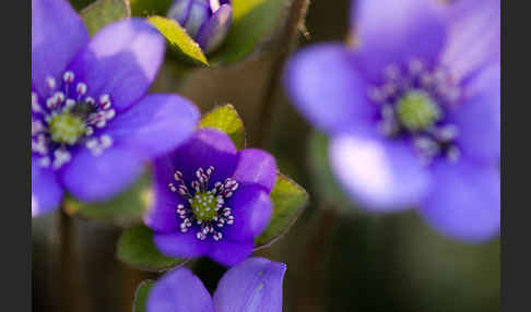 Transsylvanisches Leberblümchen (Hepatica transsylvanica)