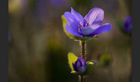 Transsylvanisches Leberblümchen (Hepatica transsylvanica)