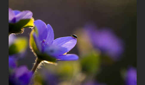 Transsylvanisches Leberblümchen (Hepatica transsylvanica)