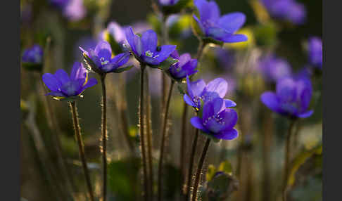 Transsylvanisches Leberblümchen (Hepatica transsylvanica)