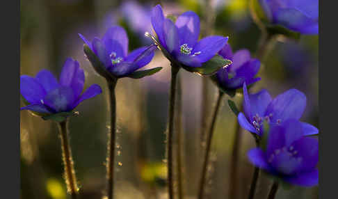 Transsylvanisches Leberblümchen (Hepatica transsylvanica)