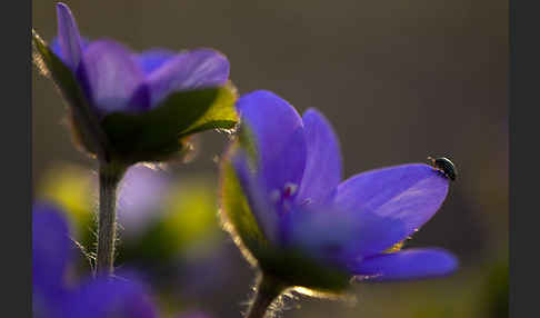 Transsylvanisches Leberblümchen (Hepatica transsylvanica)