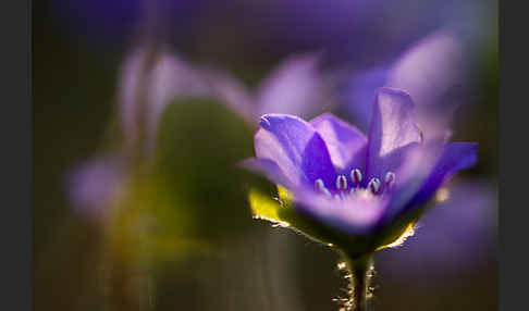 Transsylvanisches Leberblümchen (Hepatica transsylvanica)