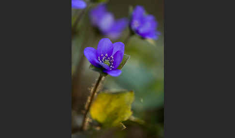 Transsylvanisches Leberblümchen (Hepatica transsylvanica)