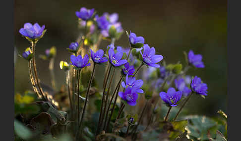 Transsylvanisches Leberblümchen (Hepatica transsylvanica)