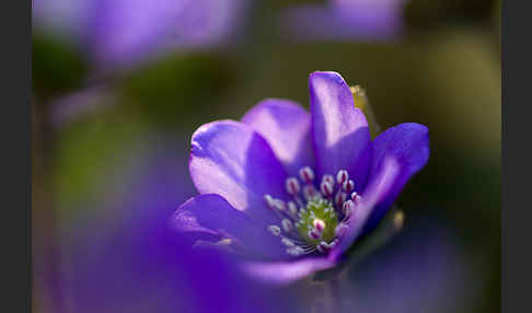 Transsylvanisches Leberblümchen (Hepatica transsylvanica)