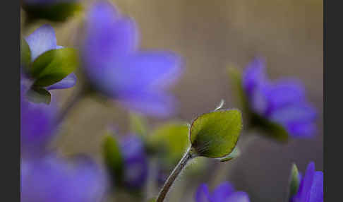 Transsylvanisches Leberblümchen (Hepatica transsylvanica)