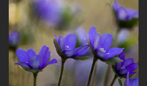 Transsylvanisches Leberblümchen (Hepatica transsylvanica)