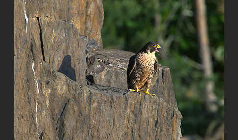 Wanderfalke (Falco peregrinus)