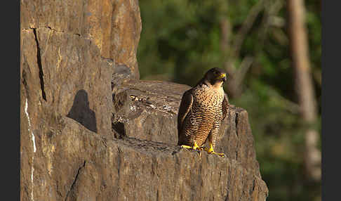 Wanderfalke (Falco peregrinus)