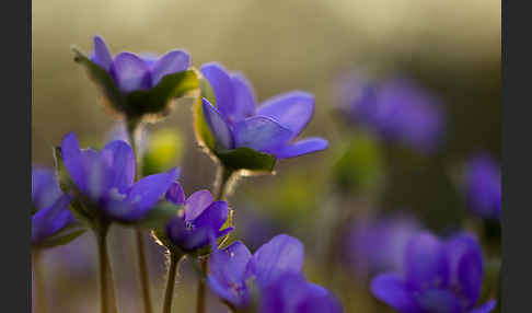 Transsylvanisches Leberblümchen (Hepatica transsylvanica)