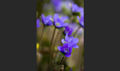 Transsylvanisches Leberblümchen (Hepatica transsylvanica)