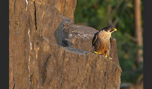 Wanderfalke (Falco peregrinus)