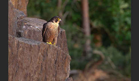 Wanderfalke (Falco peregrinus)