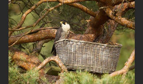 Wanderfalke (Falco peregrinus)