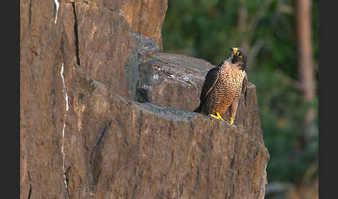 Wanderfalke (Falco peregrinus)