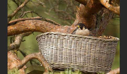 Wanderfalke (Falco peregrinus)