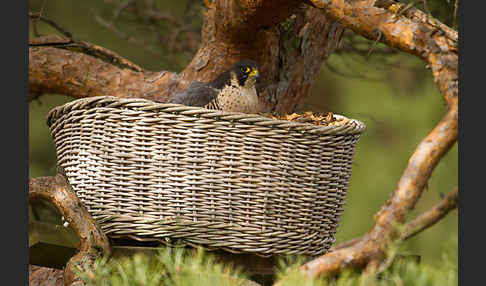 Wanderfalke (Falco peregrinus)