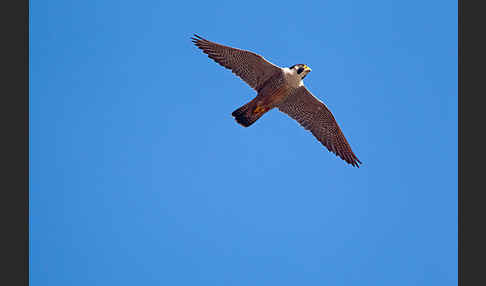 Wanderfalke (Falco peregrinus)