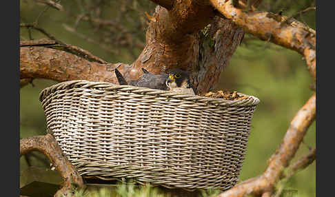 Wanderfalke (Falco peregrinus)