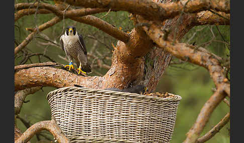 Wanderfalke (Falco peregrinus)