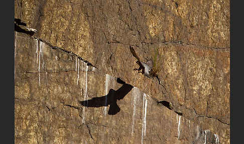 Wanderfalke (Falco peregrinus)